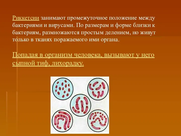 Риккетсии занимают промежуточное положение между бактериями и вирусами. По размерам и