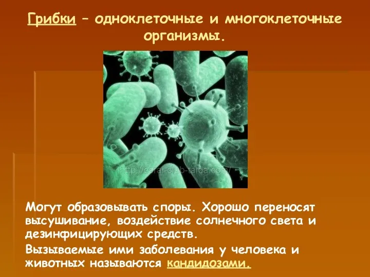 Грибки – одноклеточные и многоклеточные организмы. Могут образовывать споры. Хорошо переносят