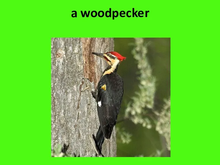 a woodpecker