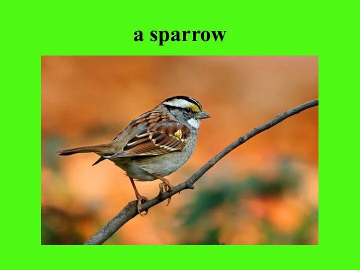 a sparrow