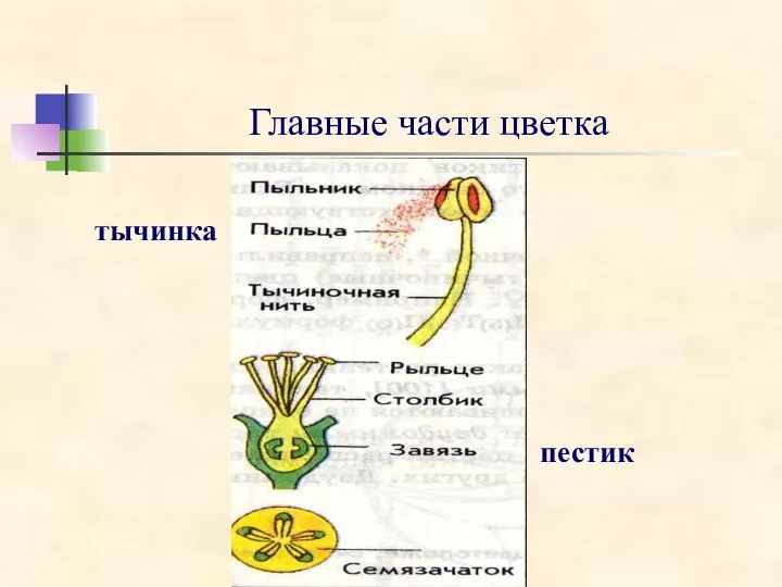 Главные части цветка тычинка пестик