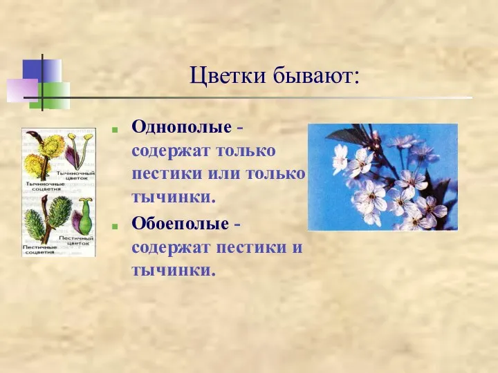 Цветки бывают: Однополые - содержат только пестики или только тычинки. Обоеполые - содержат пестики и тычинки.