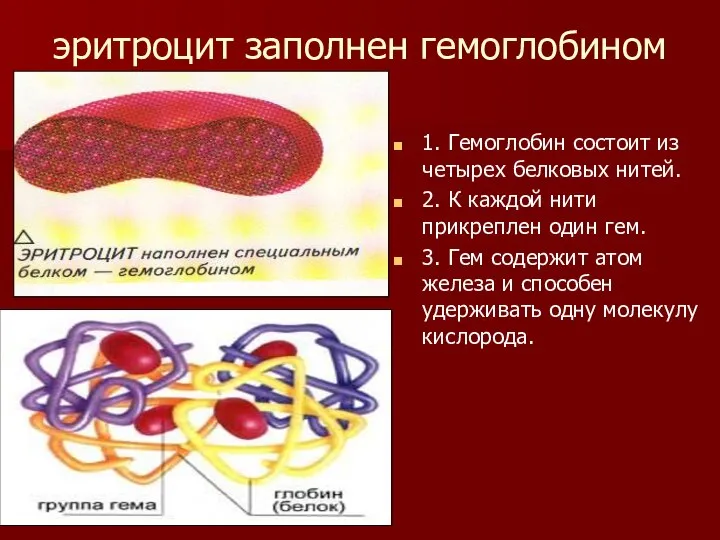 эритроцит заполнен гемоглобином 1. Гемоглобин состоит из четырех белковых нитей. 2.