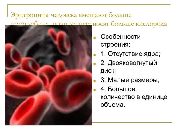 Эритроциты человека вмещают больше гемоглобина, поэтому переносят больше кислорода Особенности строения: