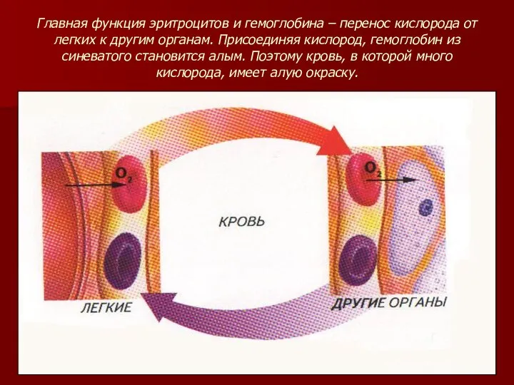 Главная функция эритроцитов и гемоглобина – перенос кислорода от легких к