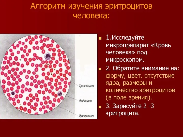 Алгоритм изучения эритроцитов человека: 1.Исследуйте микропрепарат «Кровь человека» под микроскопом. 2.