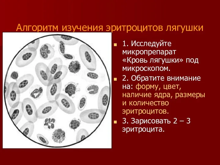 Алгоритм изучения эритроцитов лягушки 1. Исследуйте микропрепарат «Кровь лягушки» под микроскопом.