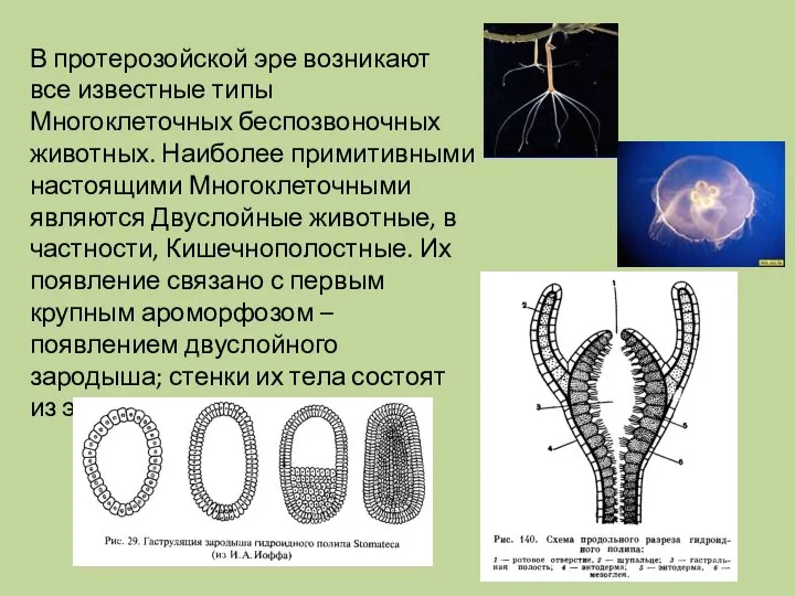 В протерозойской эре возникают все известные типы Многоклеточных беспозвоночных животных. Наиболее