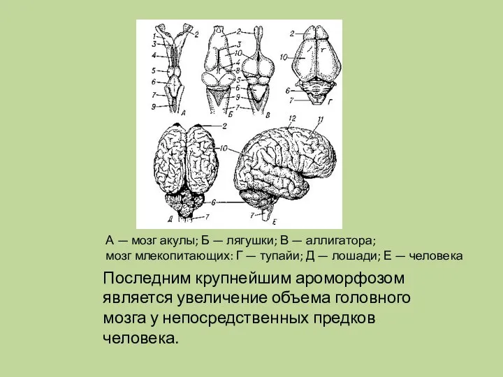 Последним крупнейшим ароморфозом является увеличение объема головного мозга у непосредственных предков