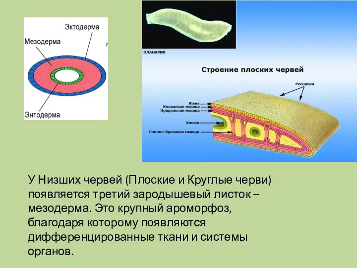 У Низших червей (Плоские и Круглые черви) появляется третий зародышевый листок