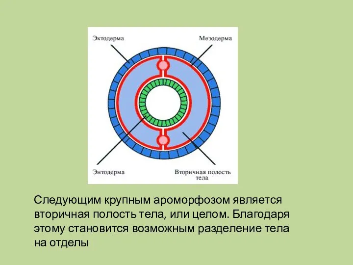 Следующим крупным ароморфозом является вторичная полость тела, или целом. Благодаря этому