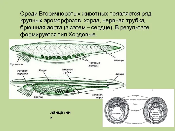 Среди Вторичноротых животных появляется ряд крупных ароморфозов: хорда, нервная трубка, брюшная