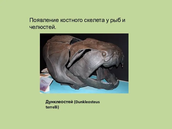 Появление костного скелета у рыб и челюстей. Дунклеостей (Dunkleosteus terrelli)