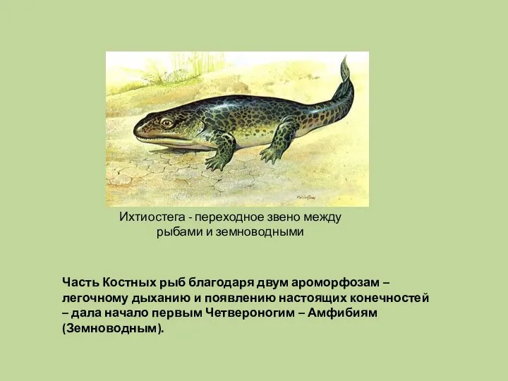 Часть Костных рыб благодаря двум ароморфозам – легочному дыханию и появлению