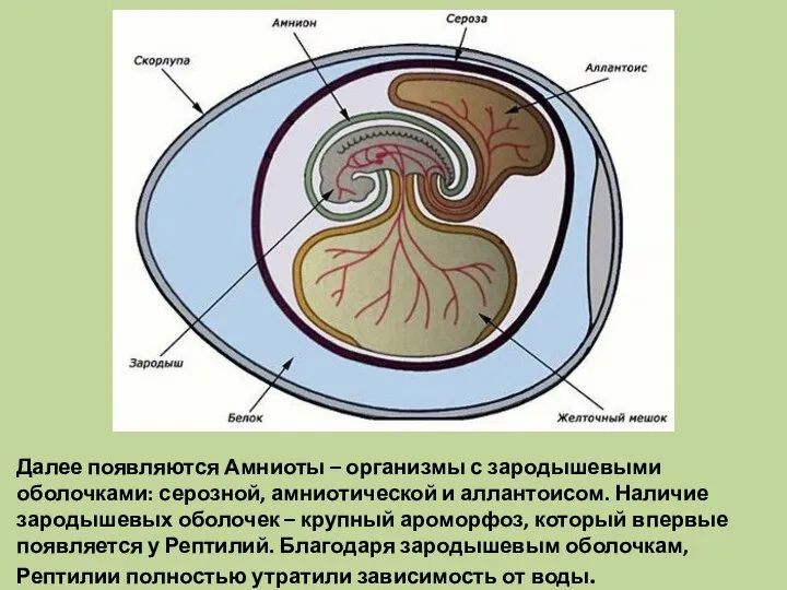 Далее появляются Амниоты – организмы с зародышевыми оболочками: серозной, амниотической и