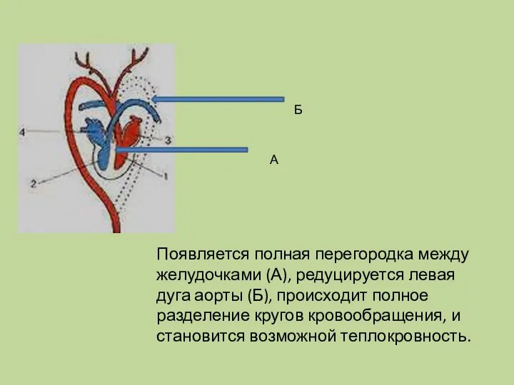 Появляется полная перегородка между желудочками (А), редуцируется левая дуга аорты (Б),