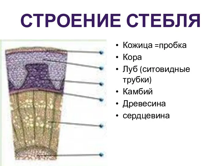 Строение стебля Кожица =пробка Кора Луб (ситовидные трубки) Камбий Древесина сердцевина