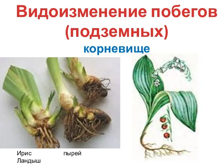 Видоизменение побегов(подземных) корневище Ирис пырей Ландыш