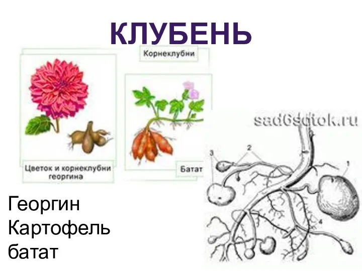 клубень Георгин Картофель батат