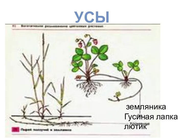 усы земляника Гусиная лапка лютик