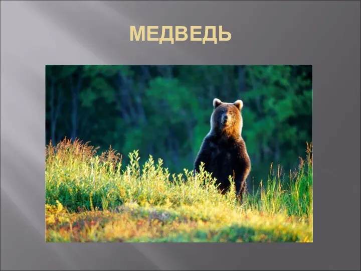 МЕДВЕДЬ