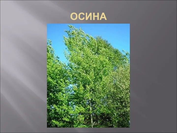 ОСИНА