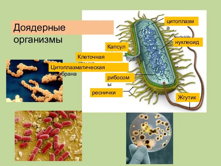 Капсула Клеточная стенка Цитоплазматическая мембрана рибосомы реснички цитоплазма нуклеоид Жгутик Доядерные организмы