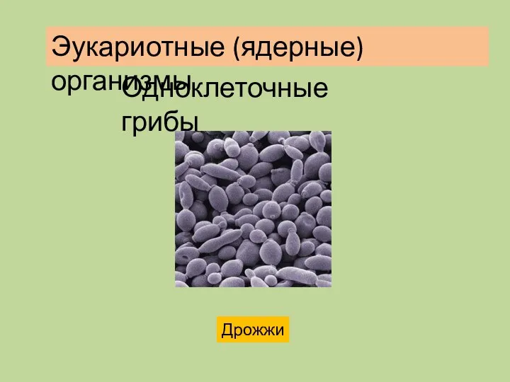 Одноклеточные грибы Дрожжи Эукариотные (ядерные) организмы