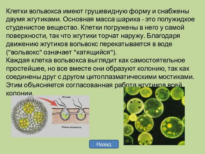 Клетки вольвокса имеют грушевидную форму и снабжены двумя жгутиками. Основная масса