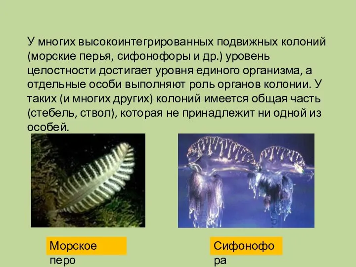 У многих высокоинтегрированных подвижных колоний (морские перья, сифонофоры и др.) уровень