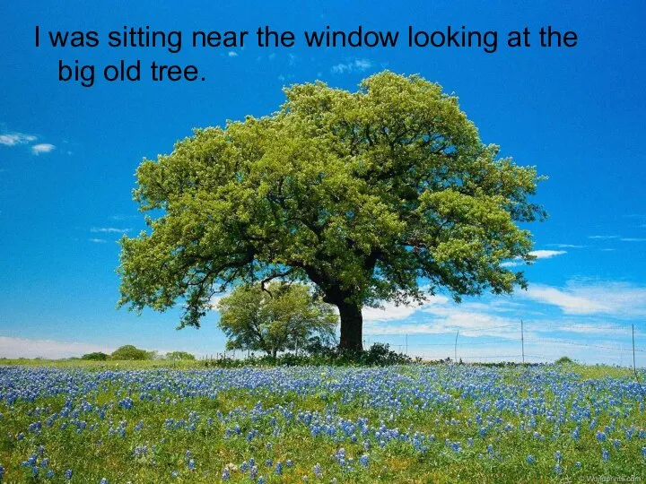 I was sitting near the window looking at the big old tree.