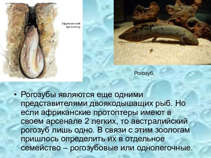 Рогозубы являются еще одними представителями двоякодышащих рыб. Но если африканские протоптеры