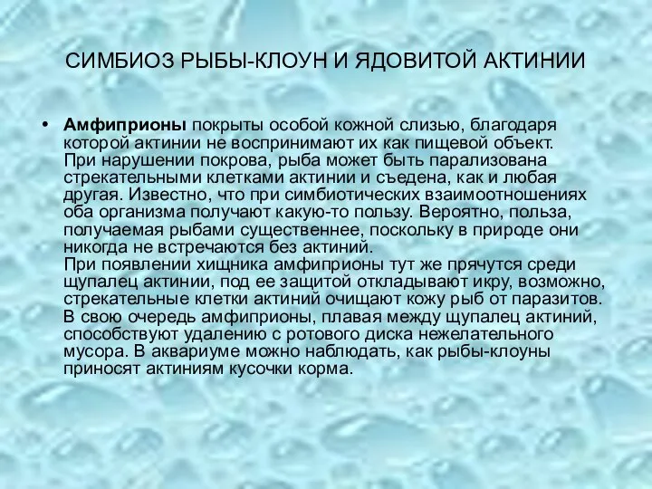 СИМБИОЗ РЫБЫ-КЛОУН И ЯДОВИТОЙ АКТИНИИ Амфиприоны покрыты особой кожной слизью, благодаря