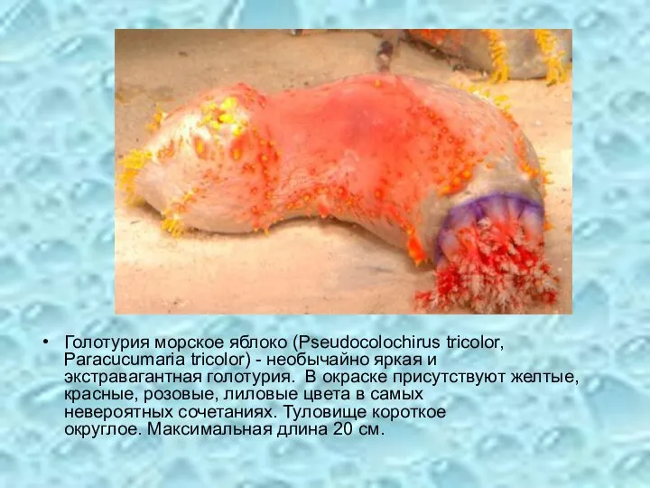 Голотурия морское яблоко (Pseudocolochirus tricolor, Paracucumaria tricolor) - необычайно яркая и