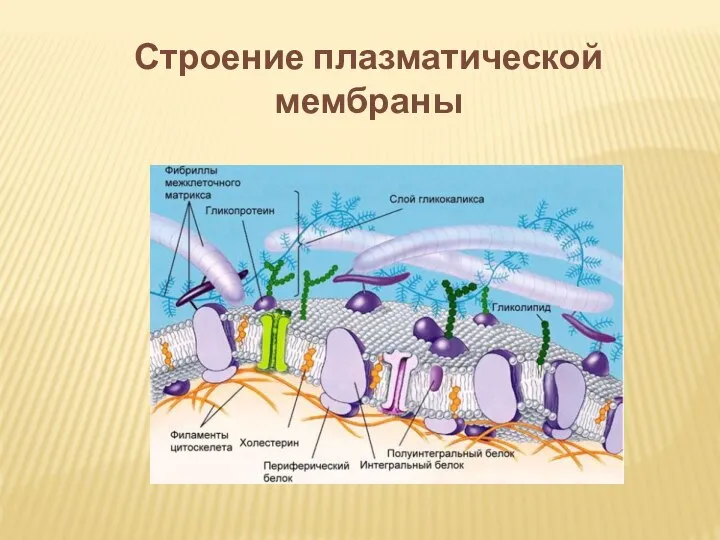 Строение плазматической мембраны