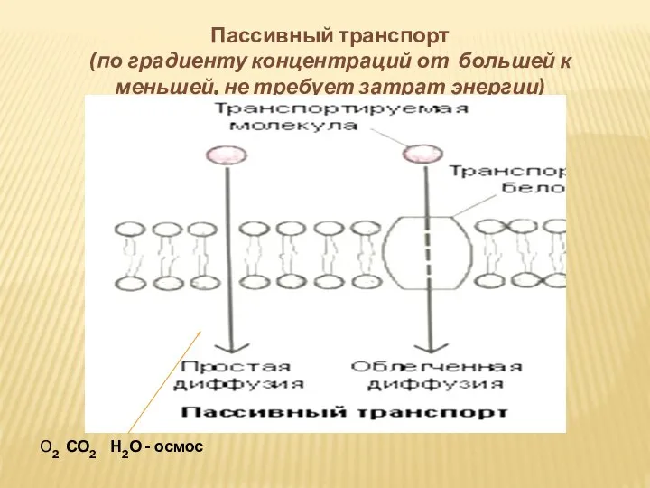 Пассивный транспорт (по градиенту концентраций от большей к меньшей, не требует