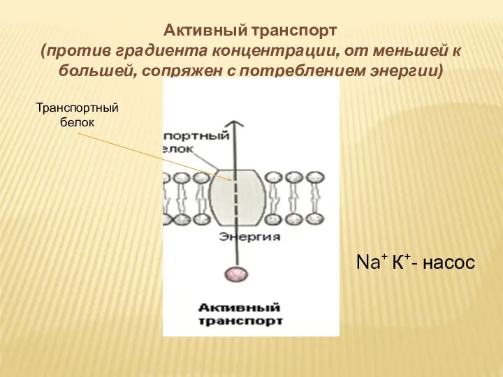 Активный транспорт (против градиента концентрации, от меньшей к большей, сопряжен с