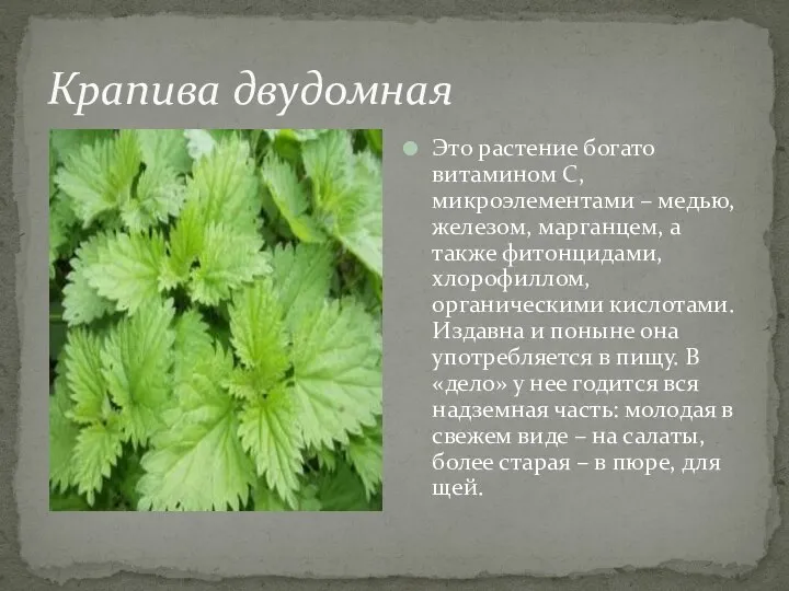 Крапива двудомная Это растение богато витамином С, микроэлементами – медью, железом,