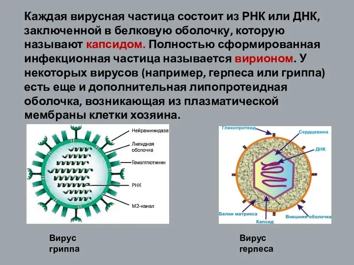Каждая вирусная частица состоит из РНК или ДНК, заключенной в белковую