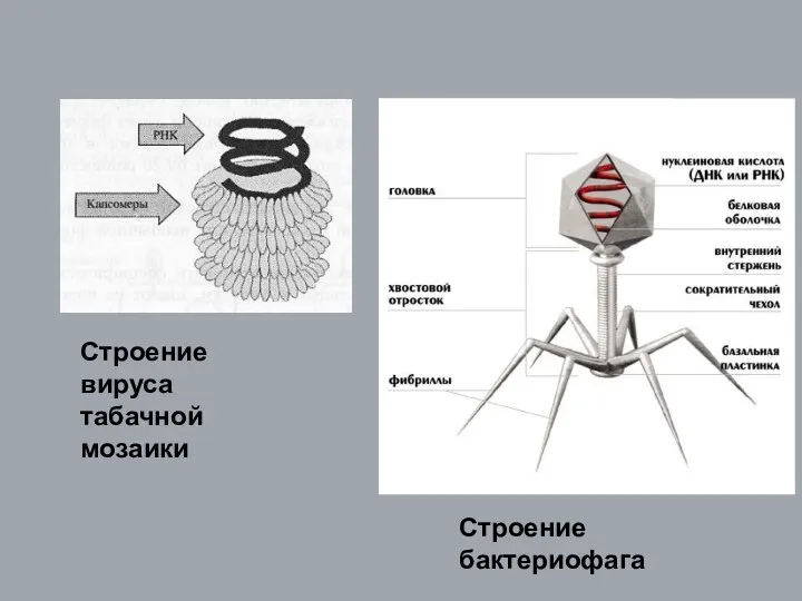 Строение вируса табачной мозаики Строение бактериофага