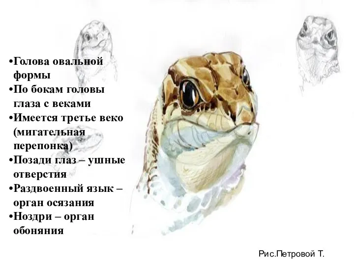 Рис.Петровой Т. Голова овальной формы По бокам головы глаза с веками