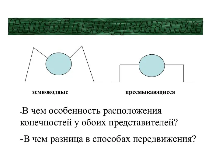 Способ передвижения земноводные пресмыкающиеся -В чем особенность расположения конечностей у обоих