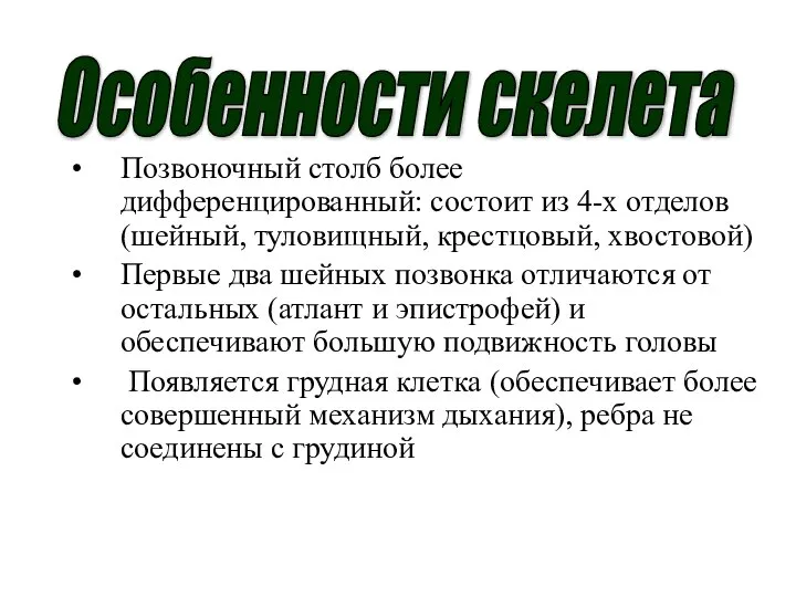 Особенности скелета Позвоночный столб более дифференцированный: состоит из 4-х отделов(шейный, туловищный,