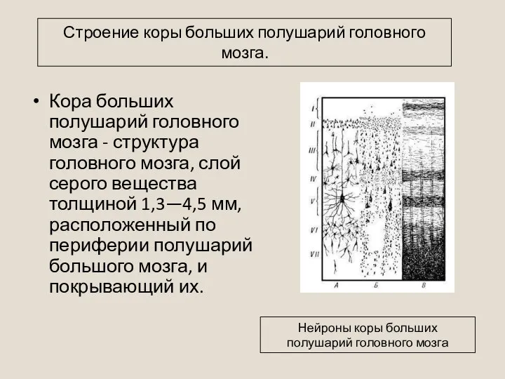 Кора больших полушарий головного мозга - структура головного мозга, слой серого