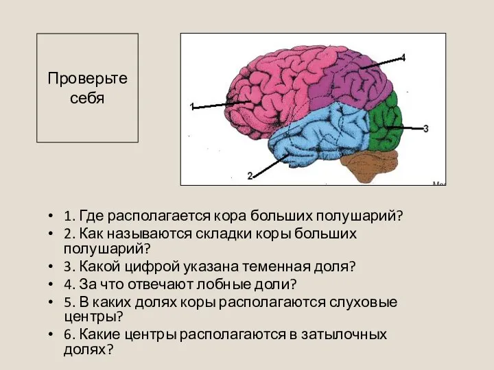 1. Где располагается кора больших полушарий? 2. Как называются складки коры