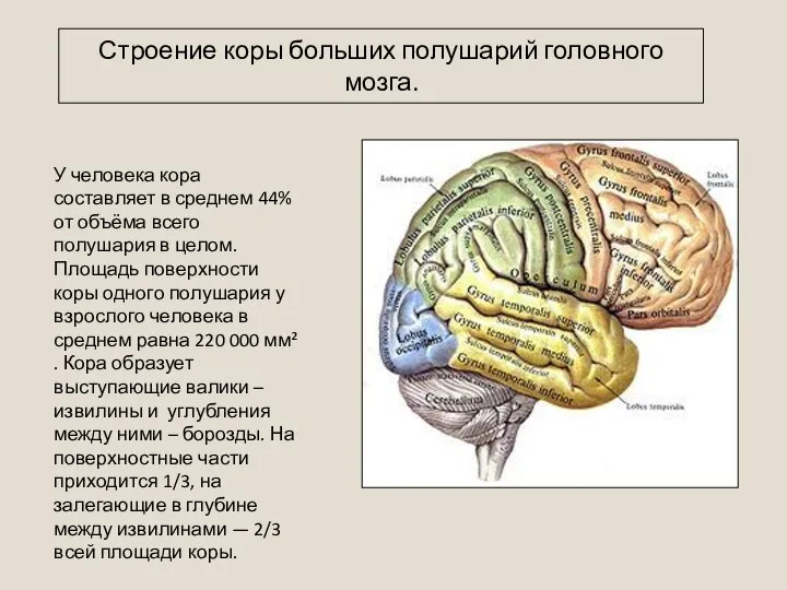 У человека кора составляет в среднем 44% от объёма всего полушария