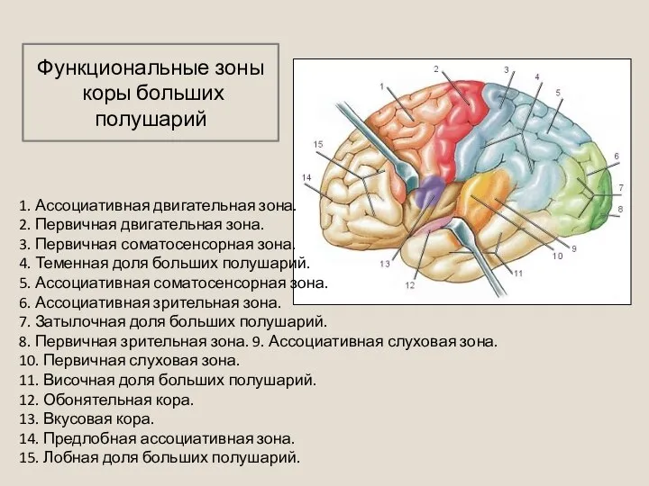 1. Ассоциативная двигательная зона. 2. Первичная двигательная зона. 3. Первичная соматосенсорная