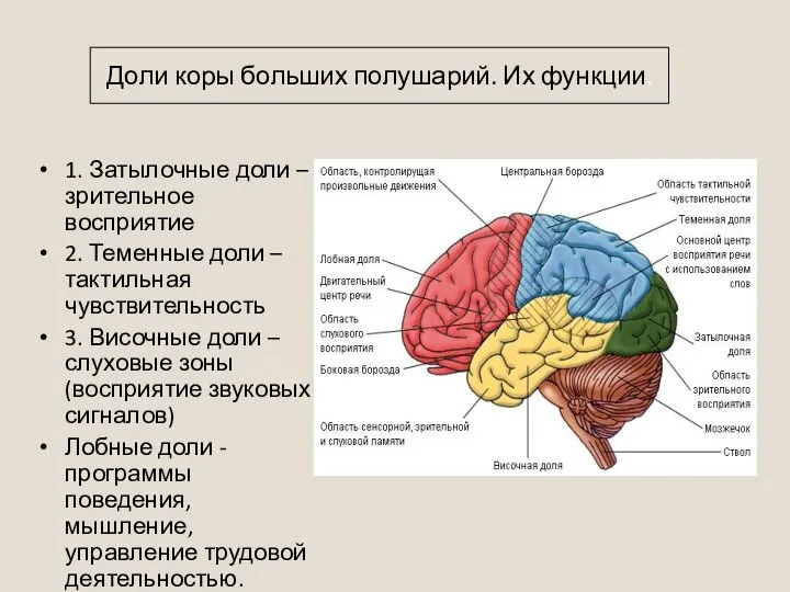 1. Затылочные доли – зрительное восприятие 2. Теменные доли –тактильная чувствительность