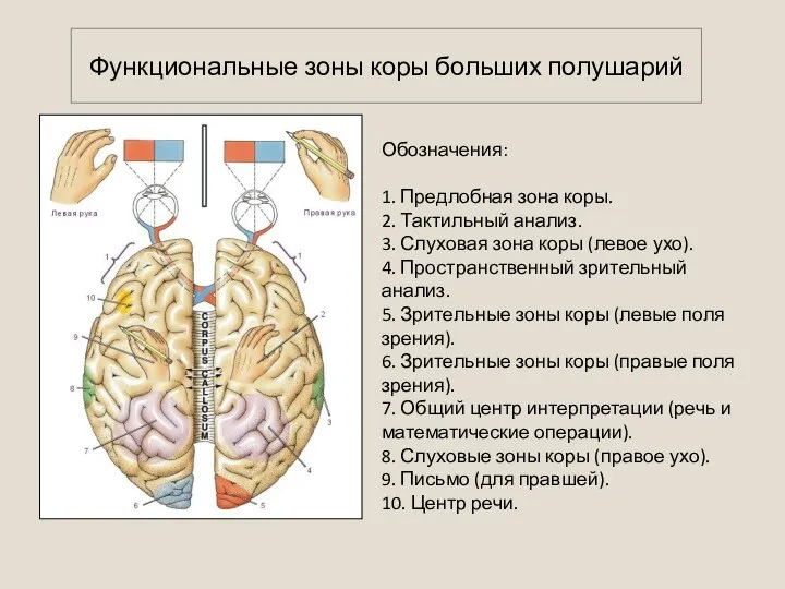 Обозначения: 1. Предлобная зона коры. 2. Тактильный анализ. 3. Слуховая зона