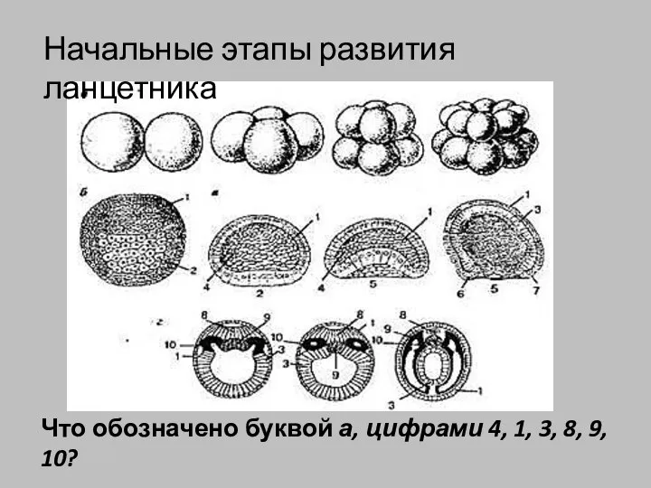 Что обозначено буквой а, цифрами 4, 1, 3, 8, 9, 10? Начальные этапы развития ланцетника